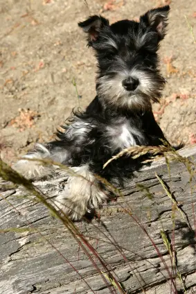 Miniature Schnauzer