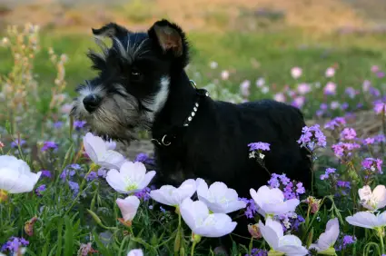 Miniature Schnauzer