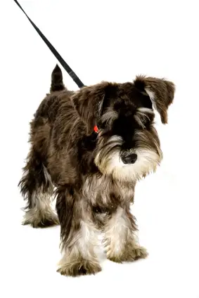 Miniature Schnauzer