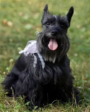 Miniature Schnauzer