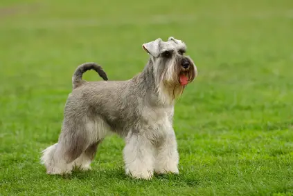 Miniature Schnauzer