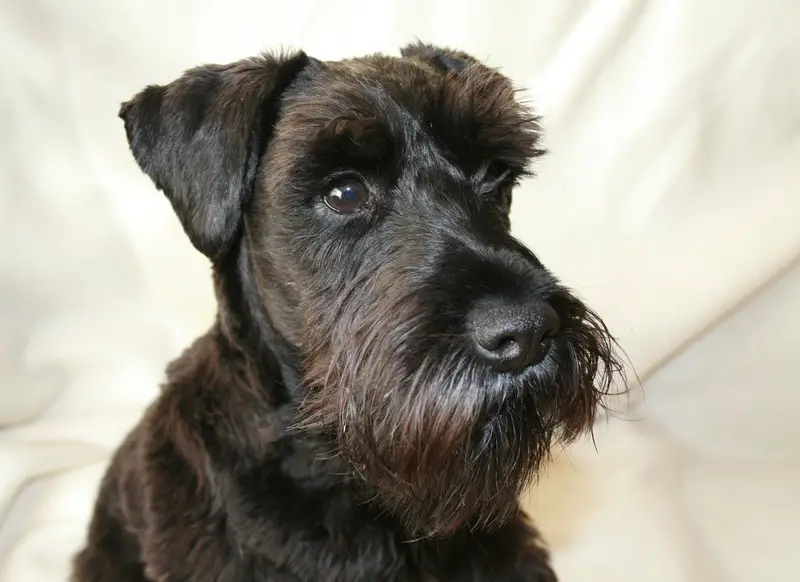 Miniature Schnauzer