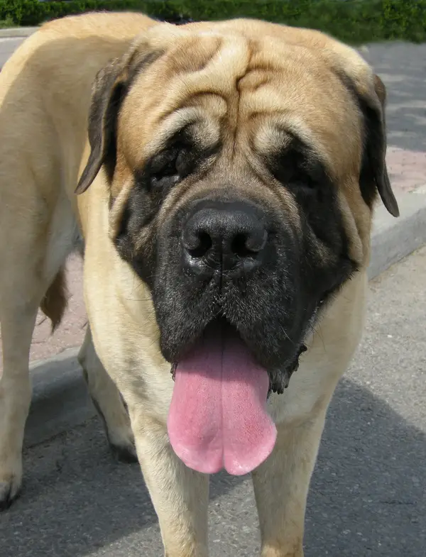 Neapolitan Mastiff