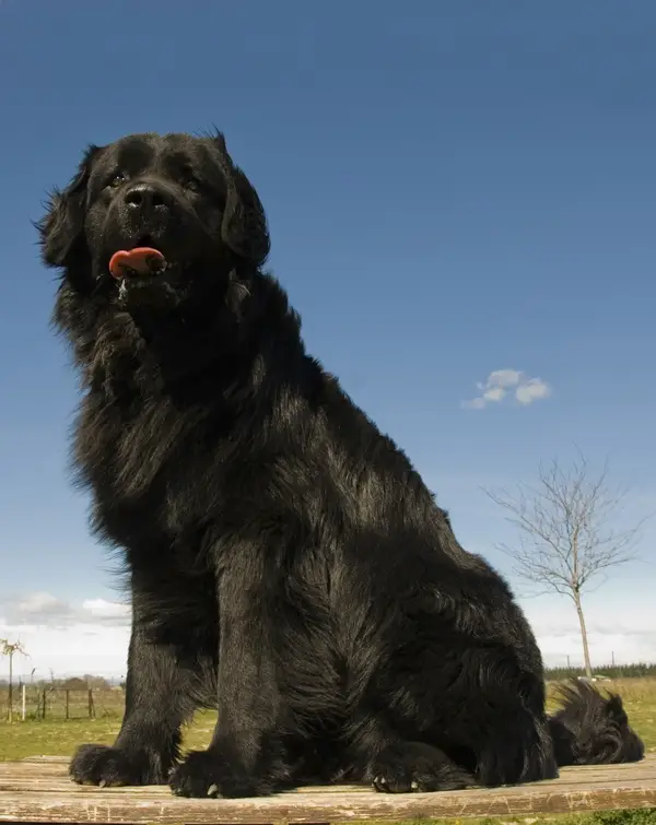 Newfoundland