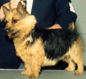 Norwich Terrier