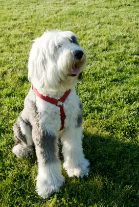 Old English Sheepdog