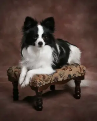 Papillon