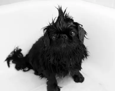 Pekingese