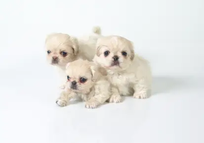 Pekingese