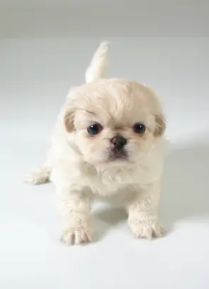 Pekingese