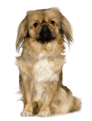 Pekingese