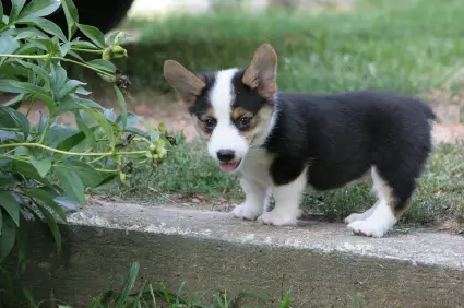 Pembroke Welsh Corgi