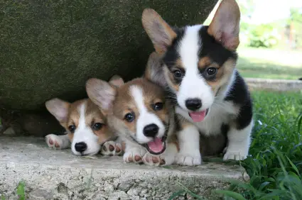 Pembroke Welsh Corgi