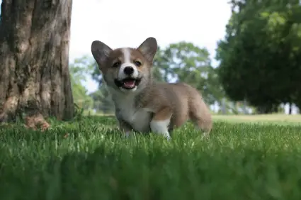 Pembroke Welsh Corgi