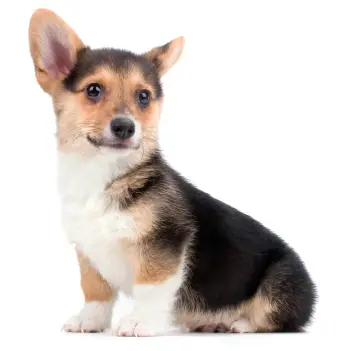 Pembroke Welsh Corgi