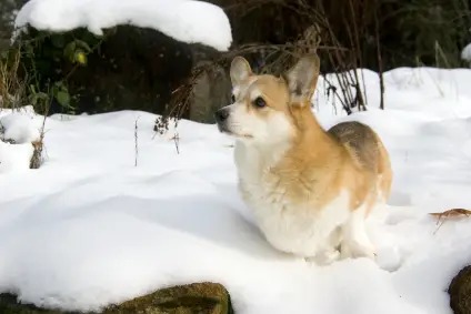 Pembroke Welsh Corgi