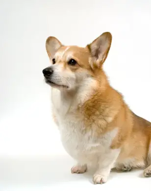 Pembroke Welsh Corgi