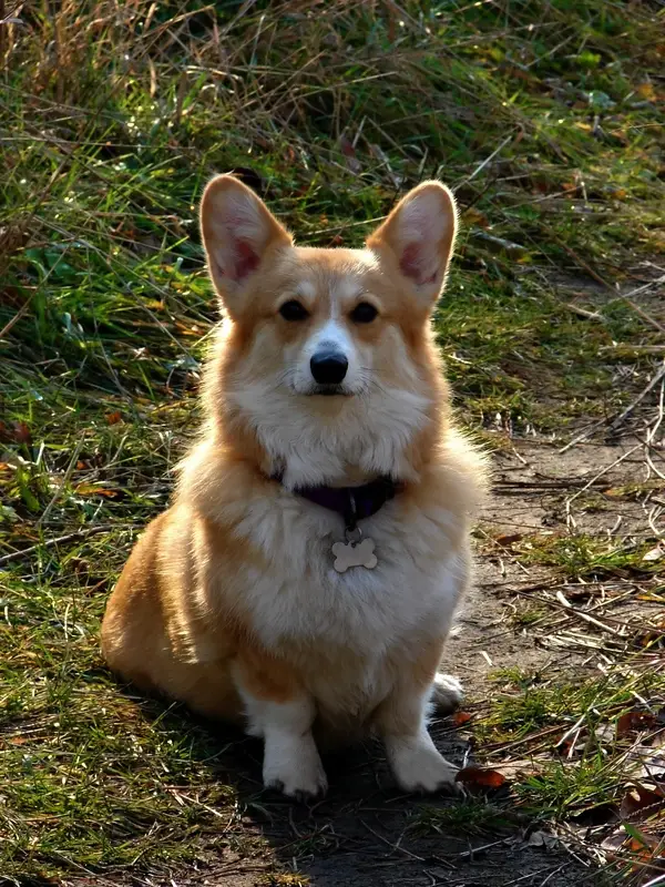 Pembroke Welsh Corgi