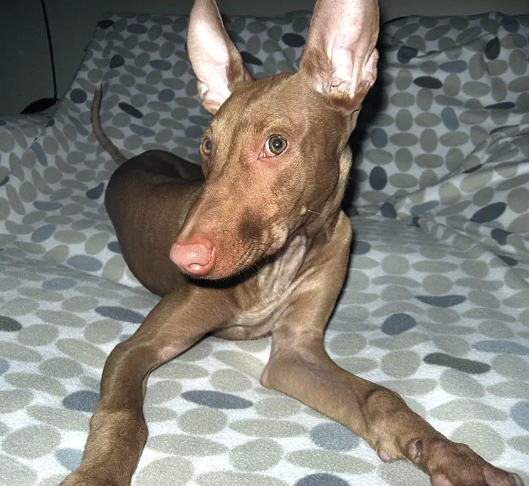 Pharaoh Hound