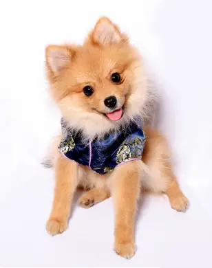 Pomeranian