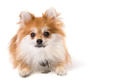 Pomeranian