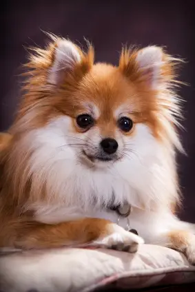 Pomeranian