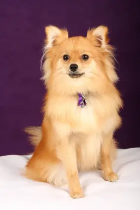 Pomeranian