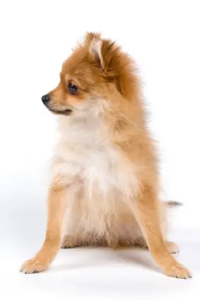 Pomeranian