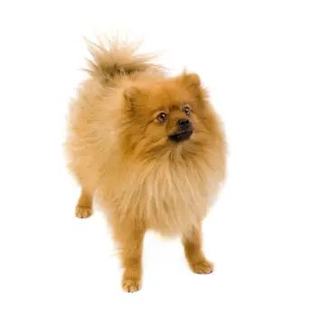 Pomeranian