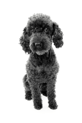 Poodle (Miniature)