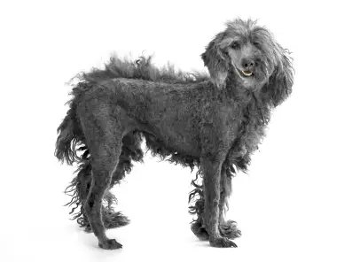 Poodle (Miniature)