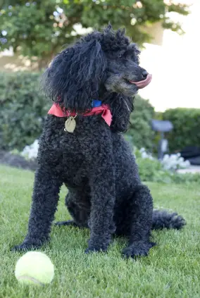 Poodle (Miniature)