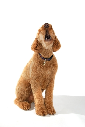 Poodle (Standard)