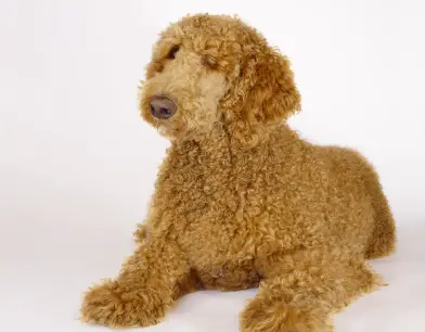 Poodle (Standard)