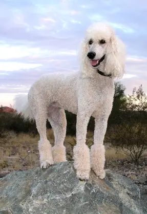 Poodle (Standard)