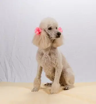 Poodle (Standard)