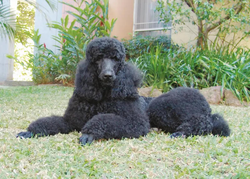 Poodle (Standard)