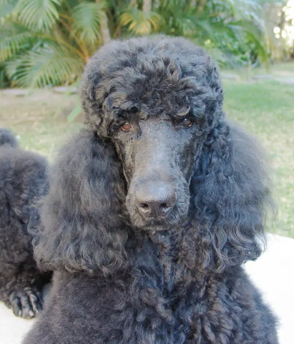 Poodle (Standard)