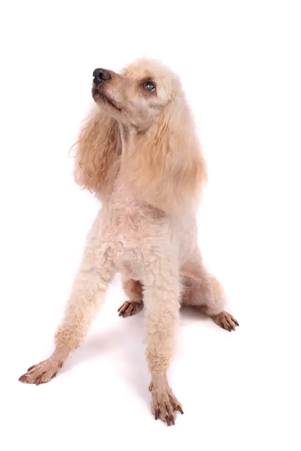 Poodle (Standard)