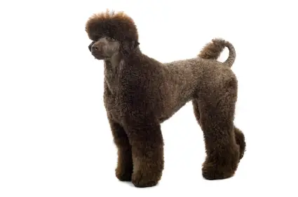 Poodle (Standard)