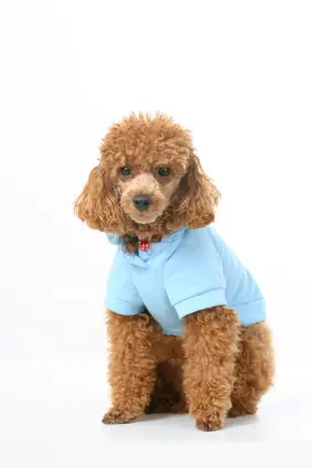 Poodle (Toy)