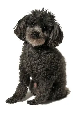 Poodle (Toy)