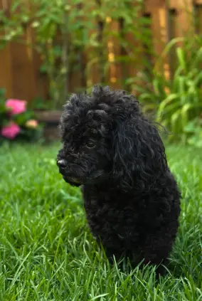 Poodle (Toy)