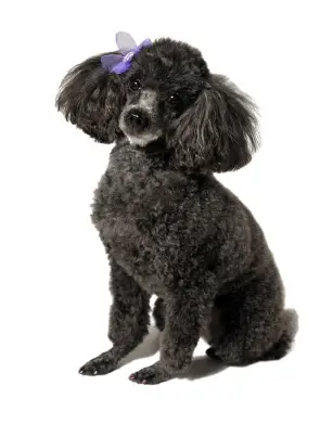 Poodle (Toy)