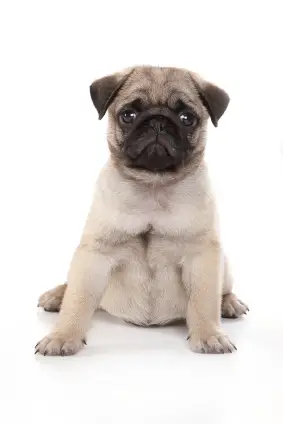 Pug