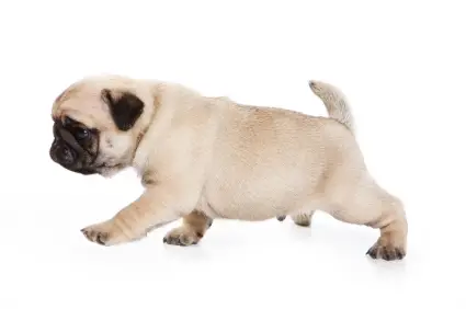 Pug