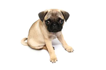 Pug