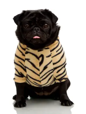 Pug
