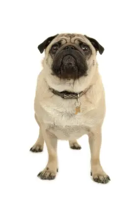 Pug