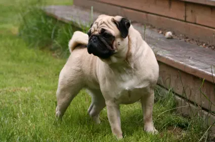 Pug